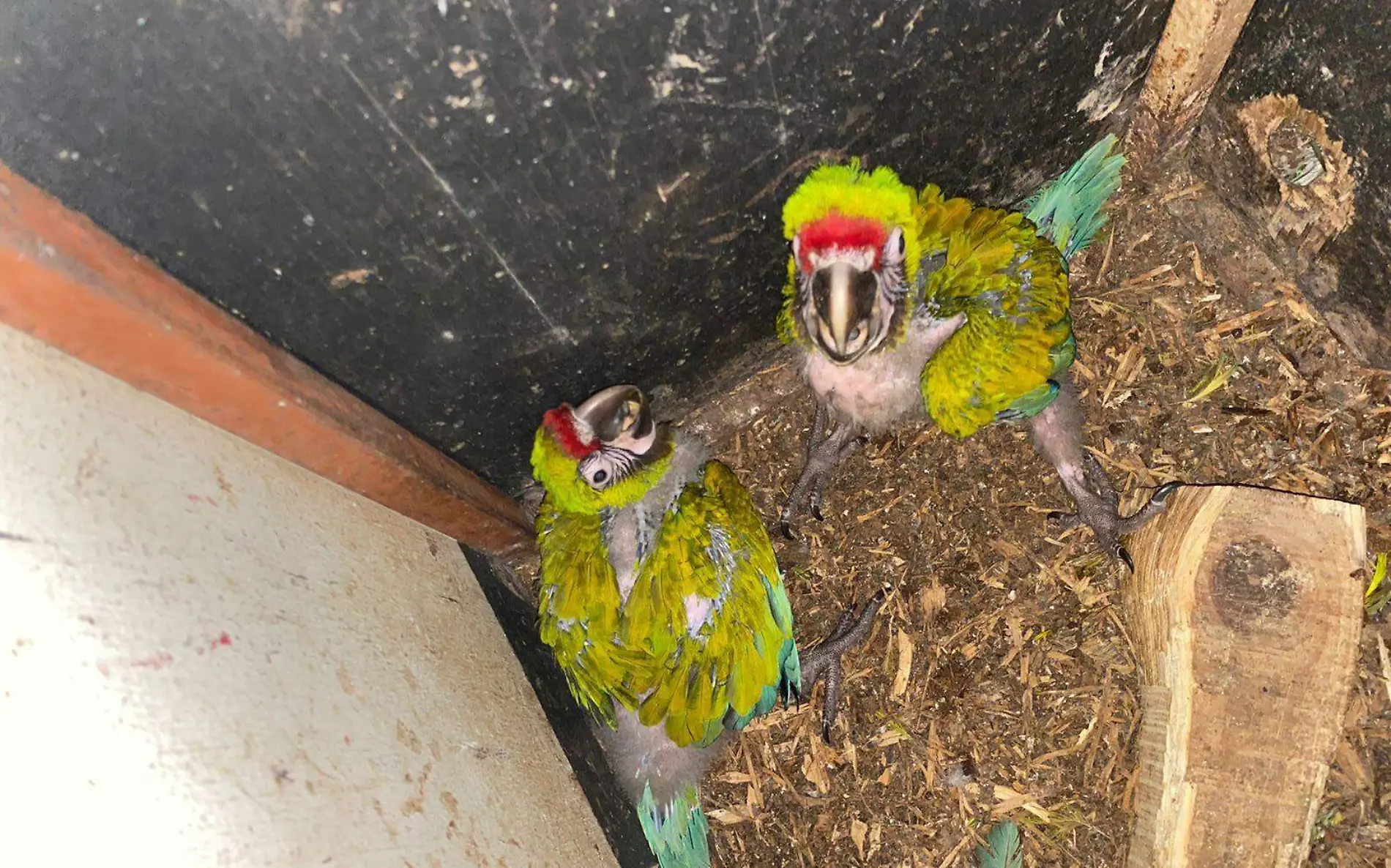 Nacen en Tamaulipas dos guacamayas en riesgo de extinción Gobierno del Estado de Tamaulipas